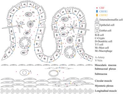 Involvement of Corticotropin-Releasing Factor and Receptors in Immune Cells in Irritable Bowel Syndrome